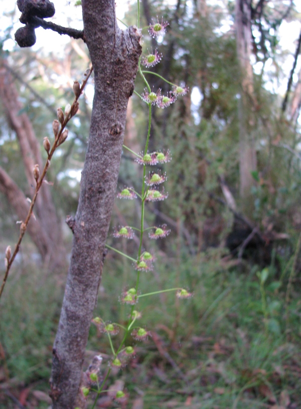 Climbing Sundew